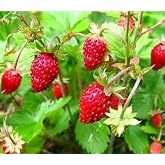 250+ Wild Strawberry Seeds Fragaria Vesca Fresh Fruits Garden Planting