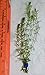 New Anacharis Egeria Elodea Densa Tropical Live Aquarium Aquatic Plant BUY2 +1 Free