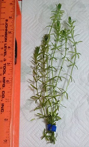 New Anacharis Egeria Elodea Densa Tropical Live Aquarium Aquatic Plant BUY2 +1 Free