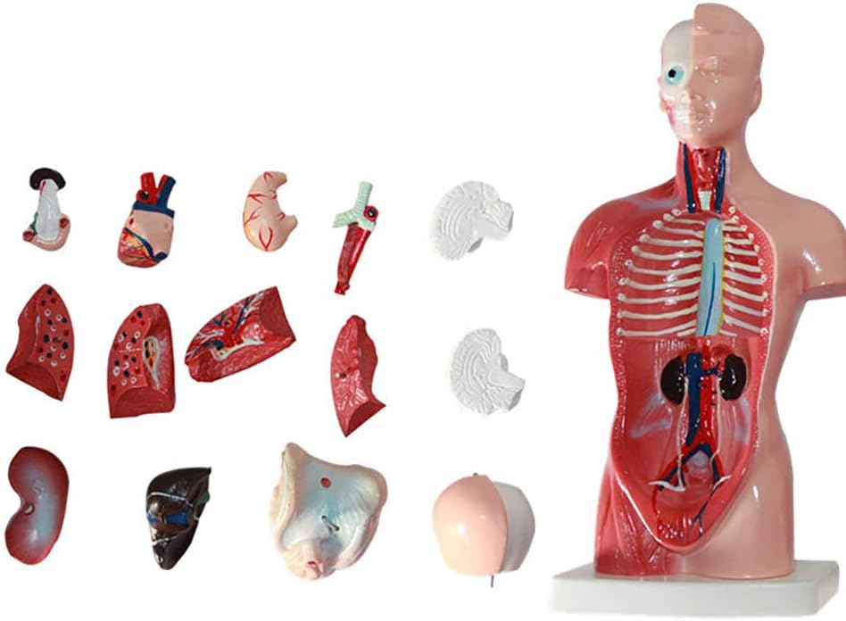 UIOF Human Torso Model 26Ccm Highly Detailed Anatomical Model Has 15 Removable Parts Suitable for Kids