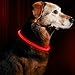 BSEEN LED Dog Collar, USB Rechargeable, Glowing pet Dog Collar for Night Safety, Fashion Light up Collar for Small Medium Large Dogs（Red