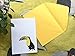 Birthday Cards with Birds also for Get Well Soon Anniversary Sorry Penguin Peacock Toucan Hyacinth Macaw Singing Birds (pack of 10) from GayaCards