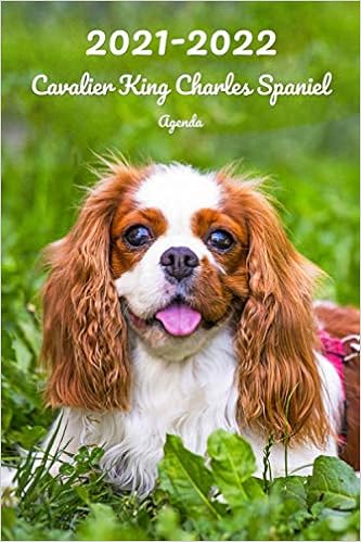 2021 2022 Cavalier King Charles Spaniel Agenda Hebdomadaire Et Mensuel A5 152 Pages 26 Mois Planificateur Organiseur Calendrier Journal En Francais Chien French Edition Xlpress Cahiers Carnets 9798689530017 Amazon Com Books Calendrier 2022 Cavalier King Charles