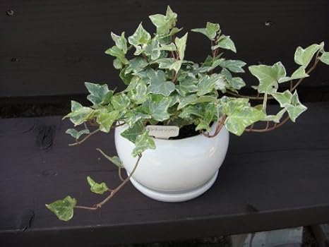 Amazon アイビー ミントコリブリ 鉢植え 草
