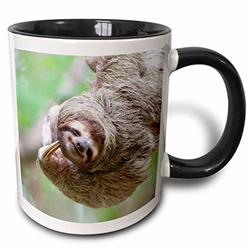 3dRose 87171_4 Brown-Throated Sloth Wildlife Mug 11 oz Black/White