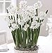 30 Ziva Paperwhites 13-15cm! Indoor Narcissus: Narcissus Tazetta-nice, Healthy Bulbs for Holiday Forcing!