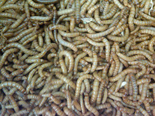 Bassett's Cricket Ranch 1100 Live Mealworms