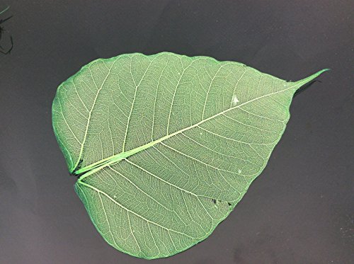 Dark Green 5 Inch Skeleton Leaves 100 pcs Sacred Fig Ficus Religiosa Flower Making Floral Scrapbook Craft Wedding Card