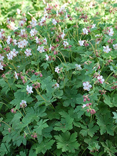 Perennial Farm Marketplace Geranium m. 'Spessart' (Bigroot) Groundcover, 1 Quart, White Pink Blush Flowers