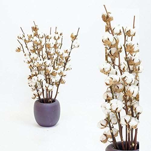 Inter Flowers - 5 pieces Blossom Cotton with Stem 5-7 Blossom - approx. 24 inches / 60cm - fairtrade decoration natural dried decor craft stems Dried Flowers for party birhtday weeding home office