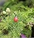 Sc0nni 200Pcs Painted Wooden Ladybug/Self Adhesive/Craft/Decorations/Home Decor/Plants 10x13mm