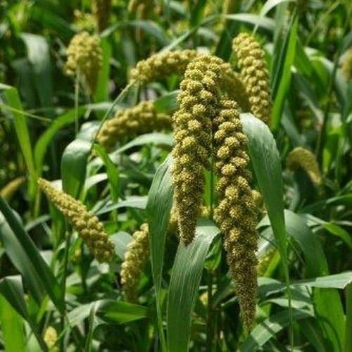 PBHKP Foxtail Millet Macrocheata Ornamental Grass Seeds (Setaria Italica) 100+Seeds