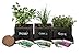 Cedar Planter Box - Complete Herb Garden Indoor Kit - Herb Growing Kit - Grow Cooking Herbs Basil, Chives, Thyme, Oregano, Parsley & Cilantro
