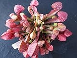 10 CARNIVOROUS PARROT PITCHER PLANT Sarracenia Psittacina Flower Seeds