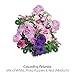 AeroGarden Cascading Petunia Flower Seed pod Kit, 3-Pod