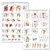 Palace Learning 2 Pack - Anatomy and Injuries of The Knee & Shoulder Poster Set - Anatomical Chart Set - Laminated 18