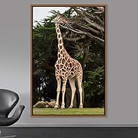 Framed Canvas Wall Art Giraffe Animals Expressive Farmhouse/Country Giraffe Living Room Multicolor Photography - 16x24 inches