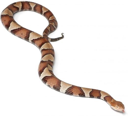 motion ball for dogs