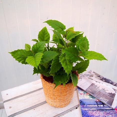 Amazon 日比谷花壇 観葉植物 カンガルーアイビー バスケット 観葉植物 オンライン通販