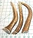 3-Pack Elk Antler Dog Chews, Medium Tines, 6 inches to 10 inches Long, for Small to Medium Sized Dogs and Puppies - Big Dog Antler Chews Brand