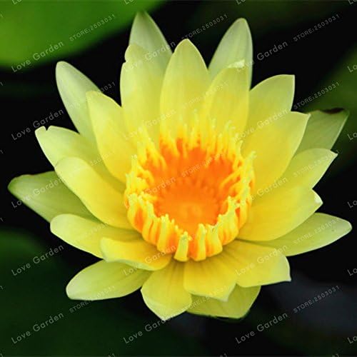 Amazon Com Aquatic Plants Flower Seeds Bowl Lotus Water Lilies Lotus Seeds Rainbow Seeds Hydroponic Plants Flower Seeds 10 Pcs Garden Outdoor
