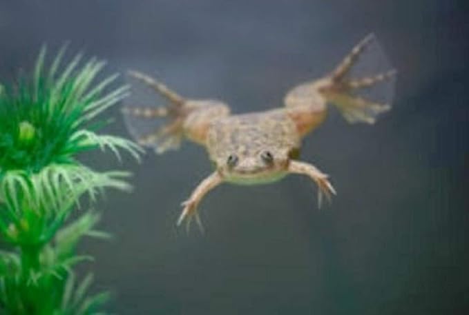 plants for african dwarf frogs