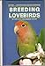 Breeding Lovebirds by 