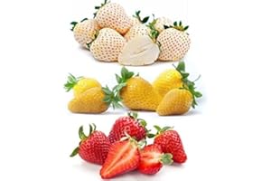 DICHMAG 3 Colors Strawberry Four Seasons Strawberry Seeds for Planting - 800 Fresh Strawberry Seeds Individually Packed