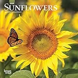 Sunflowers 2020 7 x 7 Inch Monthly Mini Wall Calendar, Flower Outdoor Plant by 