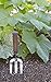 Joseph Bentley Traditional Garden Tools Stainless Steel Hand Fork