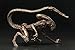Kotobukiya Alien 3: Dog Alien ArtFX+ Statue