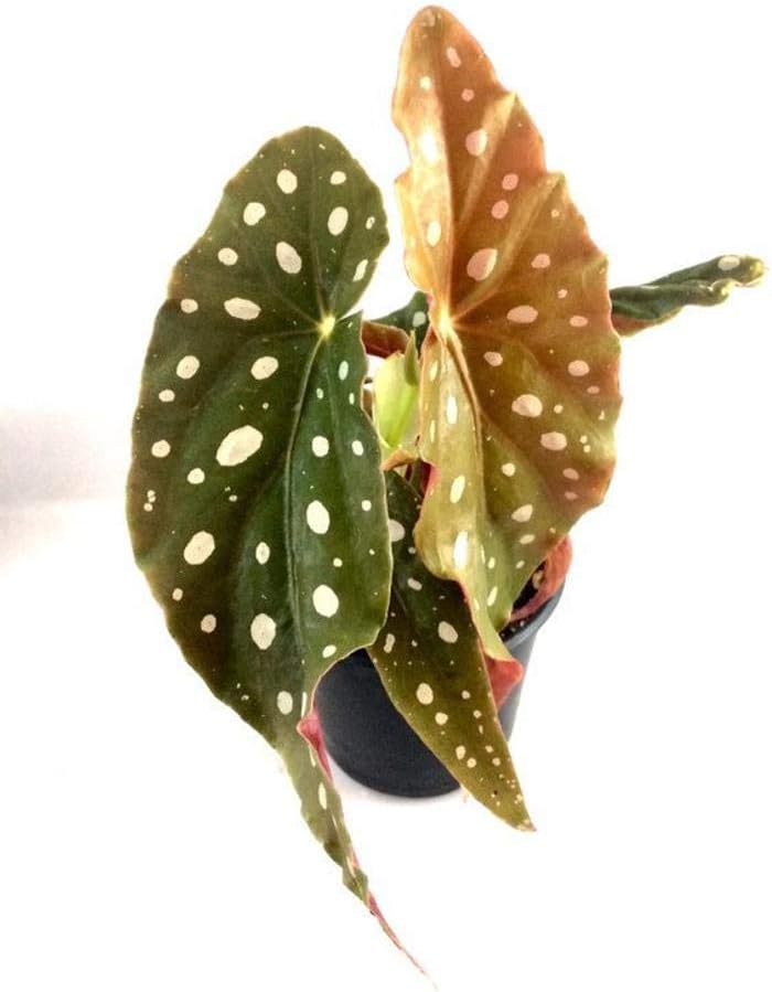 1 Begonia Maculata Wightii 4" Pot Live Plant #TMB179