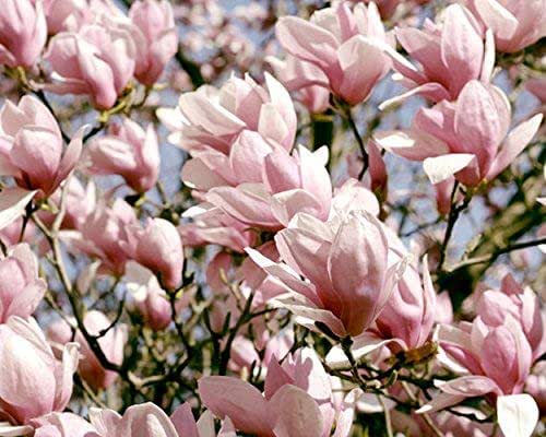 magnolia nursery collection