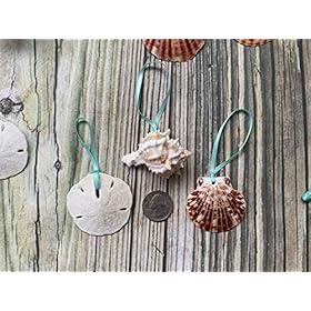 Beach Seashell and Starfish Christmas Tree Ornament Package (Standard Seashell Package) 51fzYjm%2BdPL