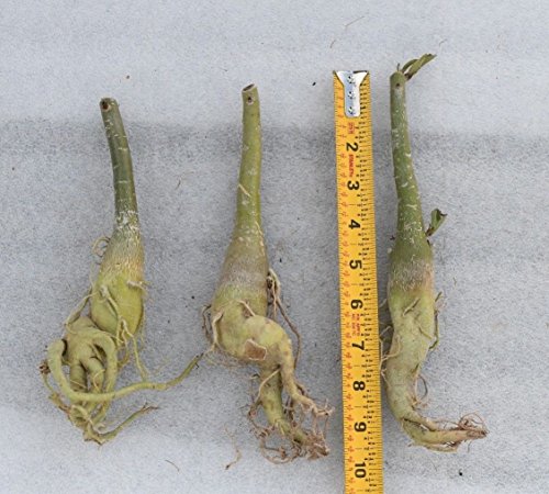 2 Caudex+Bonsai+very+rare+quantities+new+new+new