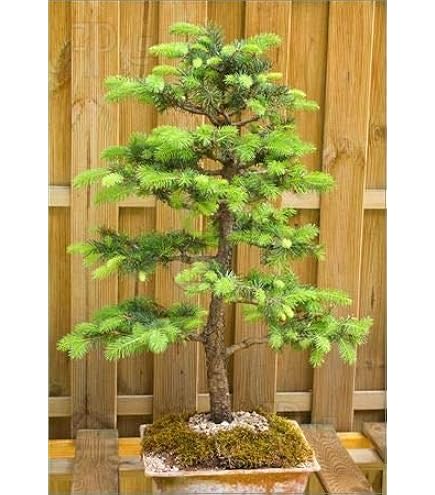 Amazon.com : Atlas Cedar Bonsai Tree Seeds - 10 Seeds - Stunning Evergreen  Bonsai Specimen - Cedrus atlantica : Patio, Lawn & Garden