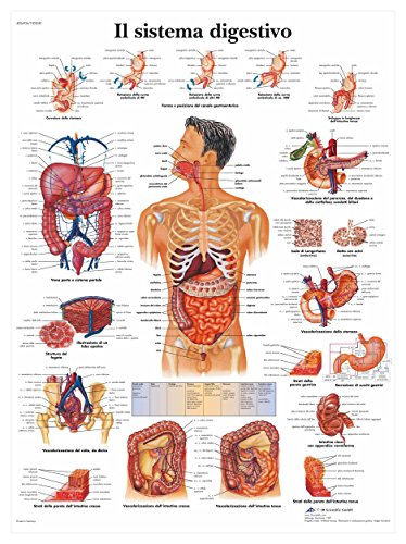 3B Scientific Human Digestive System Anatomy Chart, Italian Paper Anatomy Poster, Detailed Gastrointestinal Tract Wall Chart for Medical Students, Nursing, Physiology & Healthcare Education