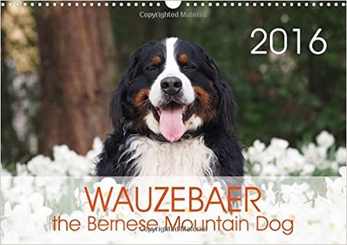 amazon bernese mountain dog
