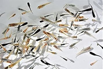 Amazon 生体 高級メダカから産まれた若魚 お楽しみ10匹セット 本州 山口県省 四国限定 高﨑らんちゅう 観賞魚 水中生物 通販 Amazon 生体 高級メダカから産まれた若魚 お楽しみ10匹セット 本州 山口県省 四国限定 高﨑らんちゅう 観賞魚 水中生物 通販