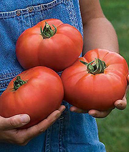 Arlo F1 HYBRID BEEFSTEAK TOMATO 30 SEEDS (VEGETABLE SEEDS)