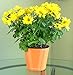 Aquaphoric Self Watering Planter (7”) + Fiber Soil = Foolproof Indoor Home Garden. Modern Decorative Planter Pot for All House Plants, Flowers, Herbs, African Violets, Succulents. Easy / Looks Great.