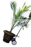 Harper Trucks Steel Potted Plant and Pot Mover with 8" Flat-Free Wheels