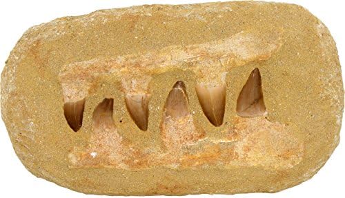Mosasaur Teeth Composition