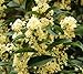 Fudingzhu Fragrant Tea Olive (Nanjings Beauty Osmanthus) - Live Plant - 4 Inch Pot