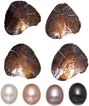 Freshwater Cultured Pearl Oyster Oval Pearls with White/Pink/Purple/black, Birthday Gifts(9-9.5mm) (Purple)