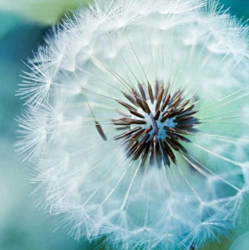 BOHADIY Diamond Painting Kits for Adults – 5D DIY Round Diamond Number Kits with Full Drill – Crystal Rhinestone Diamond Embroidery Paintings Great for Home 14.2×14.2 inch Canvas Size (Dandelion)