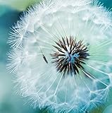 Diamond Painting Kits for Adults - 5D DIY Round Diamond Number Kits with Full Drill - Crystal Rhinestone Diamond Embroidery Paintings Great for Home, Office, Wall Decor 14.2×14.2 inch (Dandelion)