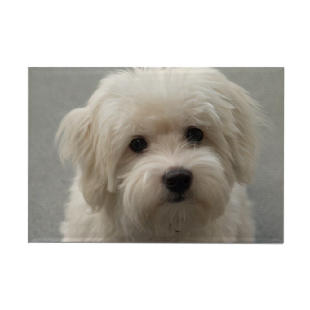 Best Refrigerator Magnets Puppy