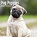 unp 2020 Pug Puppies Wall Calendar by Bright Day, 16 Month 12 x 12 Inch, Cute Dogs Puppy Animals Adorable Canine
