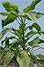 Jamaican Callaloo,(500 Seeds) Amaranth, Used In, West Indian & Asian Cuisines